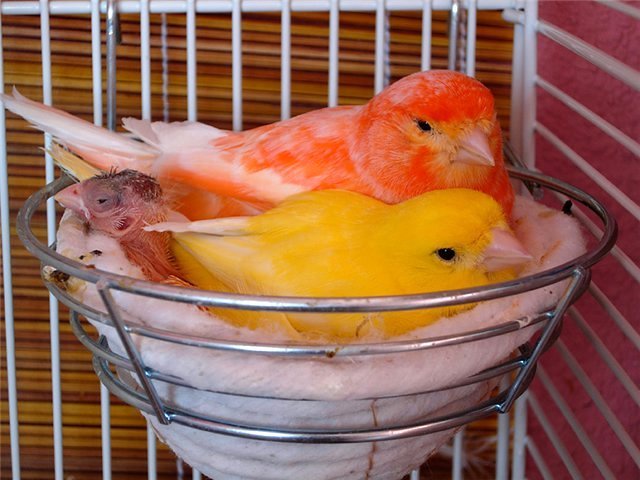 Содержание канареек и уход за ними в Котельниках
