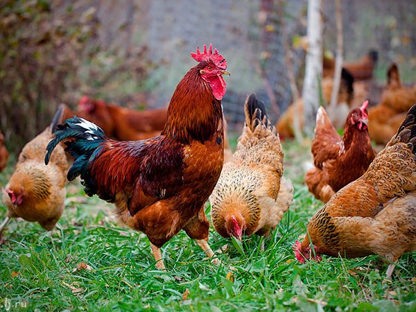 Породы куриц | ЗооТом - продажа, вязка и услуги для животных в Котельниках