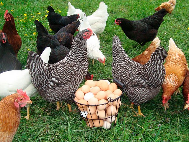 Содержание кур и уход за ними | ЗооТом - продажа, вязка и услуги для животных в Котельниках