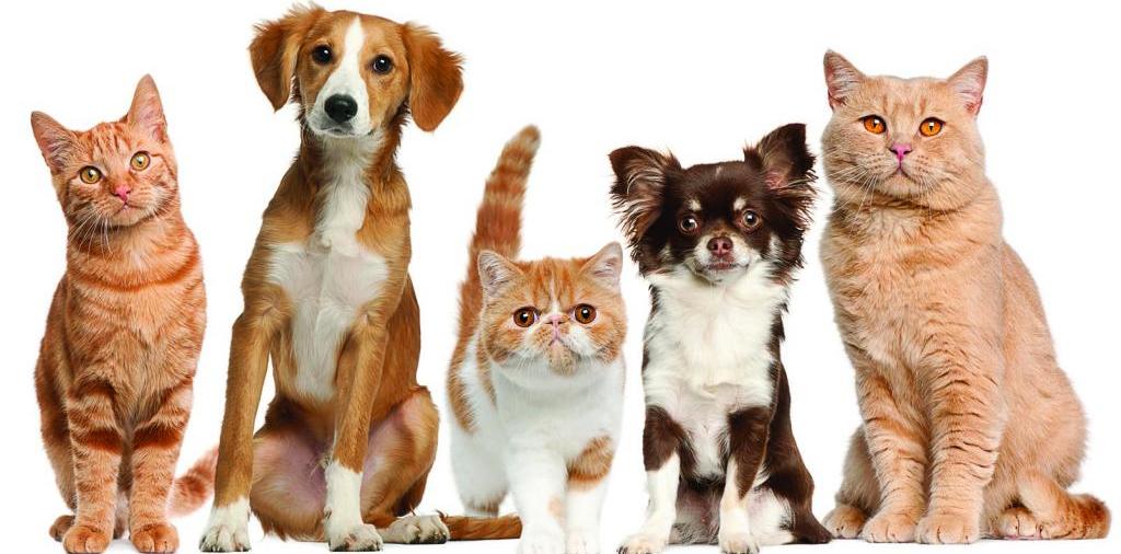 Доска объявлений о животных | ЗооТом - продажа, вязка и услуги для животных в Котельниках