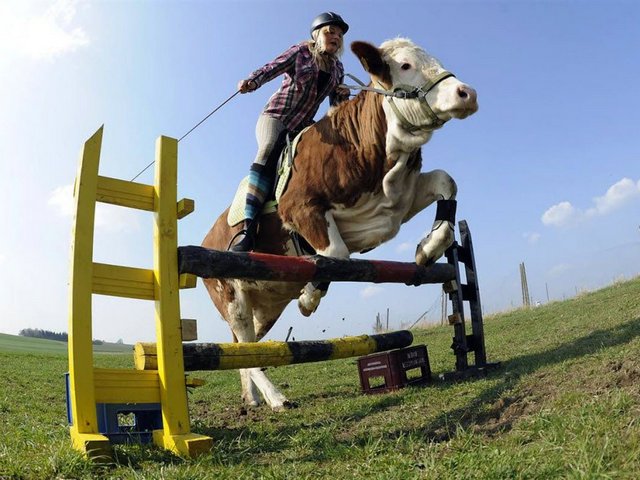 Статьи о коровах в Котельниках | ЗооТом портал о животных