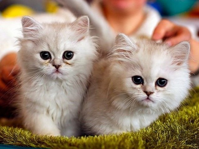Породы кошек в Котельниках | ЗооТом портал о животных