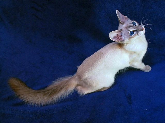 Выведенные породы кошек в Котельниках | ЗооТом портал о животных
