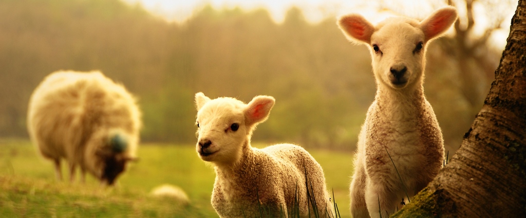 Объявления о сельскохозяйственных животных | ЗооТом - продажа, вязка и услуги для животных в Котельниках