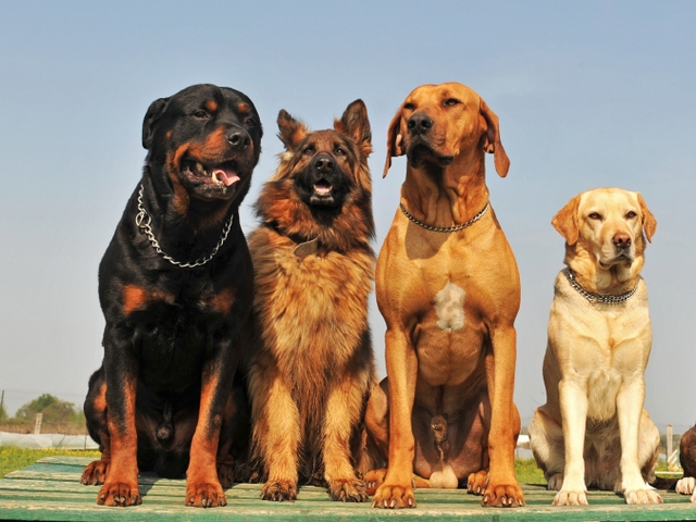 Крупные породы собак в Котельниках | ЗооТом портал о животных